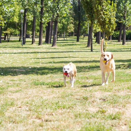 Happy dog friends playing in the park