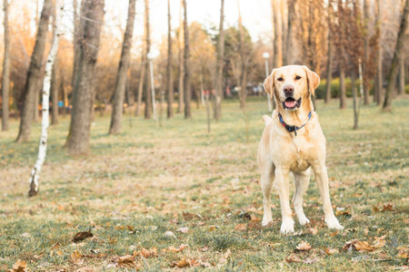 Smiling labrador dog playing in the public parkの写真素材