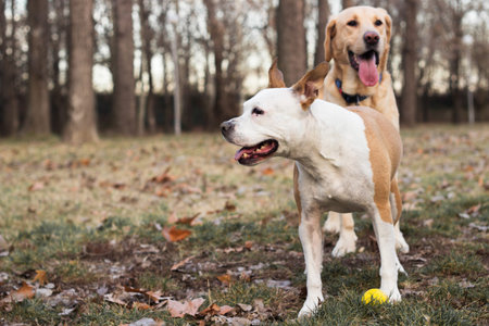 Happy dog friends playing in the park