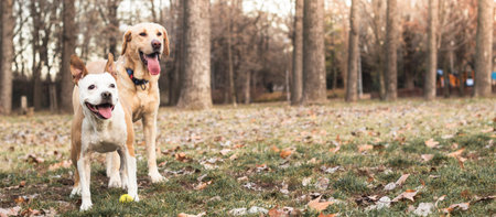 Happy dog friends playing in the park