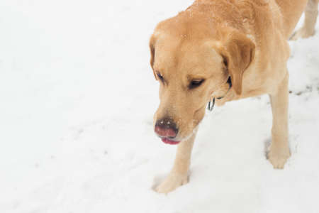 Labrador dog at snow. Fun. In the park.の写真素材