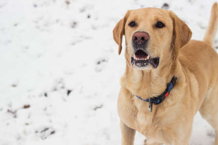 Labrador dog at snow. Fun. In the park.の写真素材