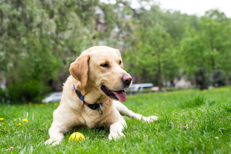 Smiling labrador dog playing in the public parkの写真素材