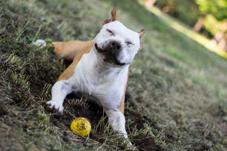 Portrait of happy and cute American Staffordshire Terrierの写真素材