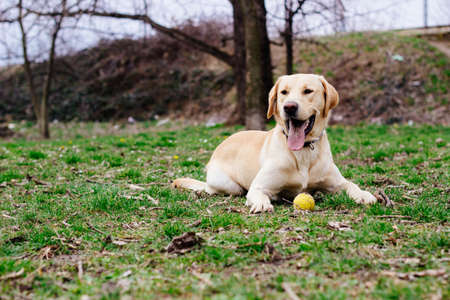 Smiling labrador dog playing in the public parkの写真素材