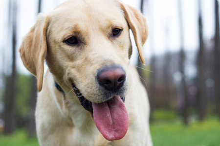 Beautiful labrador retriever dog in the park, sunny day