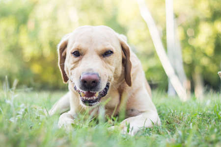 Smiling cute labrador dog playing with a stick in the city park portrait. Looking awayの写真素材