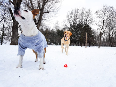 Winter wonderland. Dogs playing at snow
