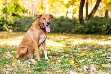 Portrait of beautiful mixed-breed dogの写真素材