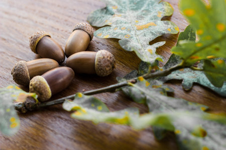 Oak tree branch acorn nut as beautiful autumn season background