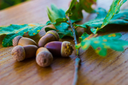 Oak tree branch acorn nut as beautiful autumn season background