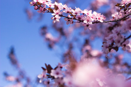Spring background, close up of blooming flowers with copy space. Beauty of nature conceptの写真素材