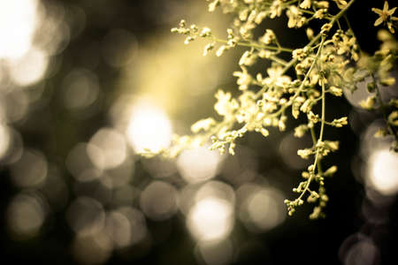 Blossoms on a sunny day. Beautiful springの写真素材