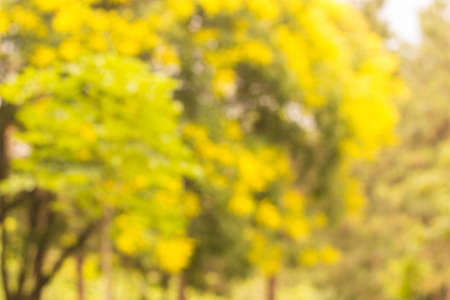 City park bokeh background. Abstract blur image of walkway in the parkの写真素材