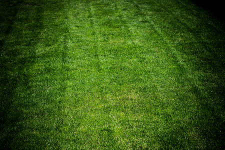 Lush green lawn, landscaping backyard or lawn gardenの写真素材