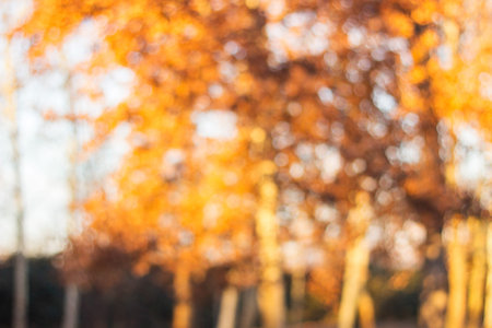 City park bokeh background. Abstract blur image of walkway in the parkの写真素材