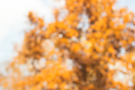 City park bokeh background. Abstract blur image of walkway in the parkの写真素材