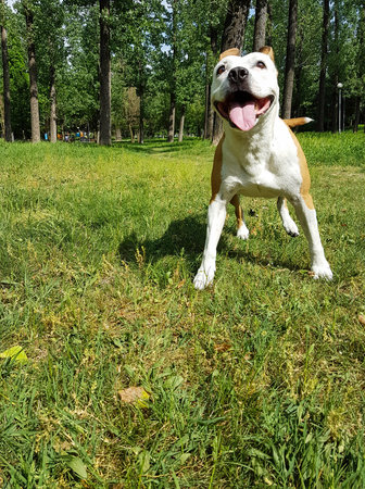 Sweet smiling dog in the park