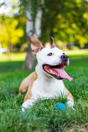 American Staffordshire terrier lying down. In the park.