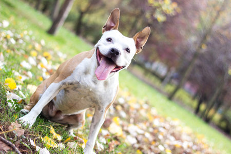 Happy dog in field portrait