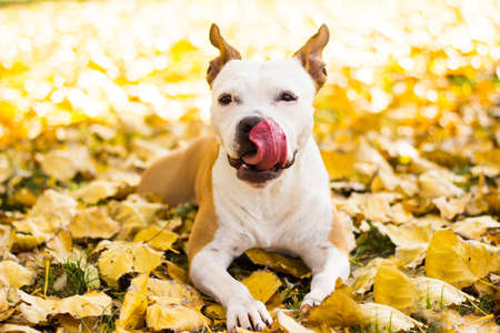 Smiling dog enjoying the beautiful sunny autumn dayの写真素材
