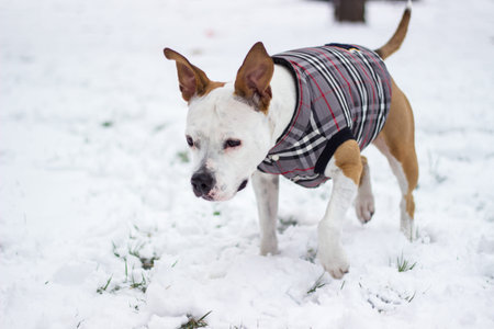 Cute dog playing in the snow