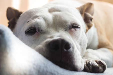 Senior dog is asleep on the family bedの写真素材