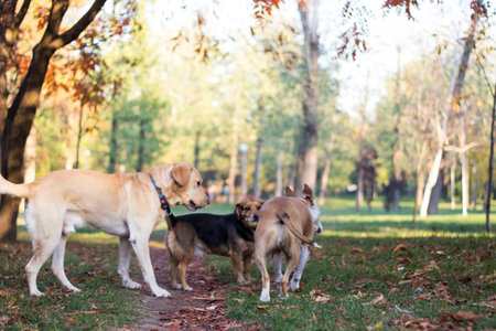 Different dog breeds have fun together. Three friendly dogs in autumn parkの写真素材