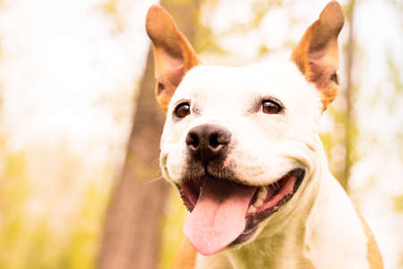 Portrait of a happy dog in the fall. Yellow bokeh background, autumnの写真素材