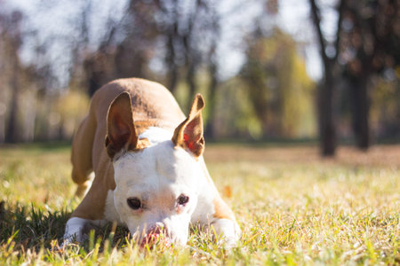 Happy pet dog on grass, enjoying in the public park, outdoorsの写真素材