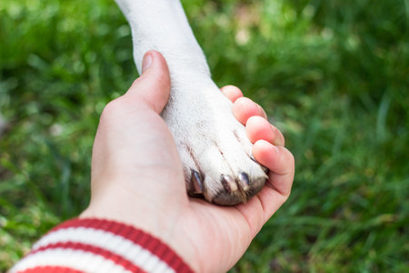Handshake and love between human and dogの写真素材