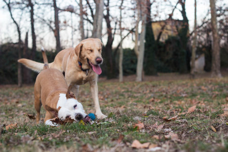 Two happy dog friends in the park playing. Autumn/winterの写真素材