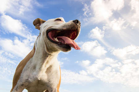 Portrait of happy and cute American Staffordshire Terrierの写真素材