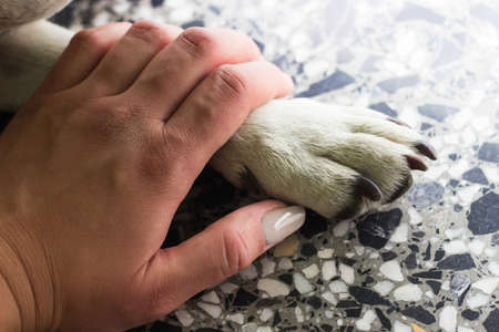 Hands holding paws dog are taking shake hand together while he is sleeping or restingの写真素材