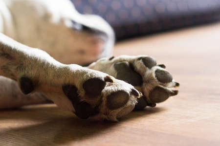 Dog lying down and resting, sleepingの写真素材