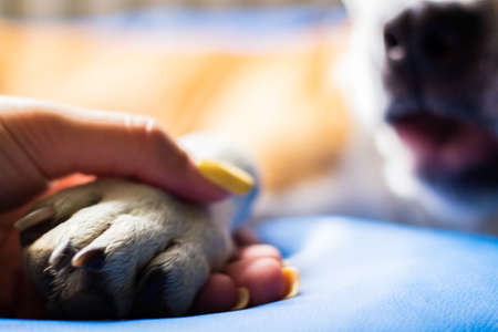 Love between human and dogの写真素材