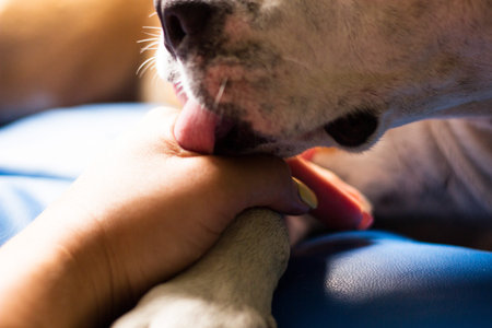 Friendship between human and dog
