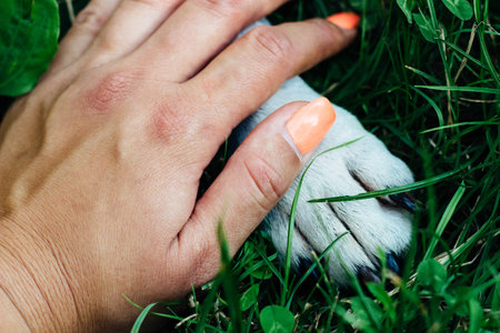 Unconditional care. Dog paw and human hand are doing handshake