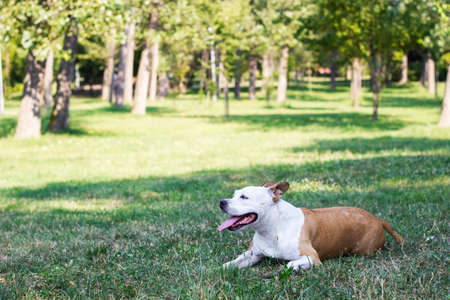 Smiling dog enjoying the beautiful sunny dayの写真素材