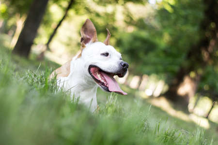 Smiling dog enjoying the beautiful sunny dayの写真素材