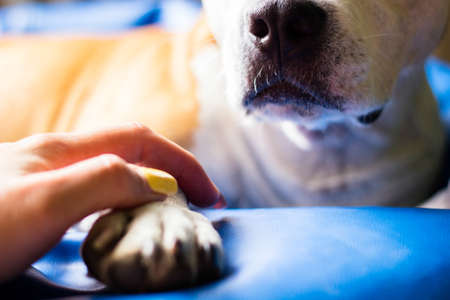 Human hand holding dog pawの写真素材