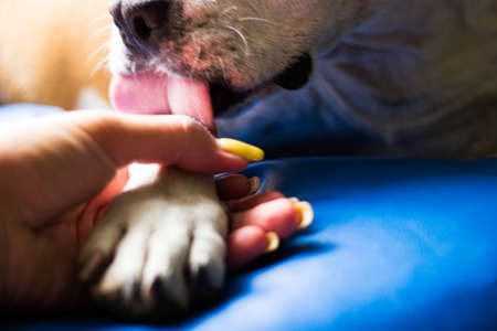 Friendship between human and dogの写真素材