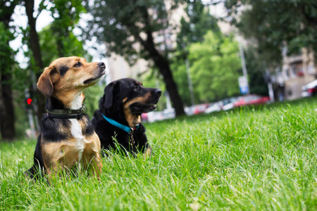 Two friendly dog in the city park