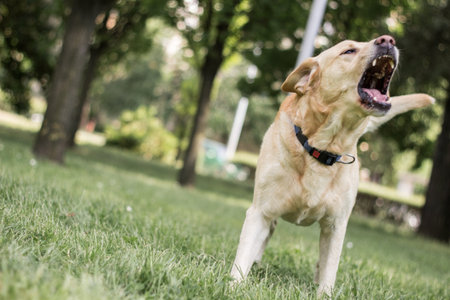 Labrador dog barking and playing in the city park, portrait