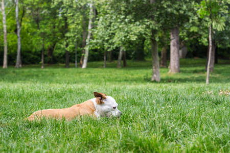 Friendly dog smile, looking at camera. Playing in the public parkの写真素材