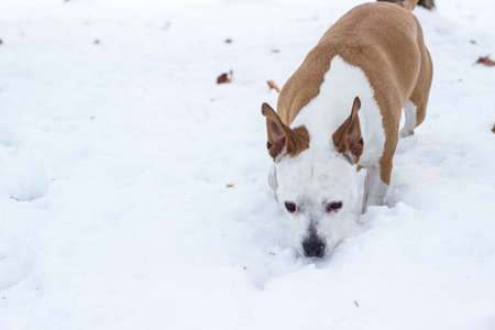 Dog winter joy portrait in the public park, outdoorsの写真素材