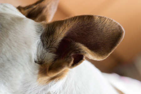 Close up of two big listening ears of a dogの写真素材