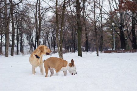 Winter wonderland. Two happy dogs playing at snow in the park