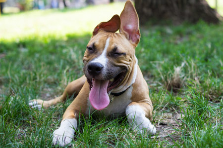 Portrait of happy and cute American Staffordshire Terrier puppyの写真素材