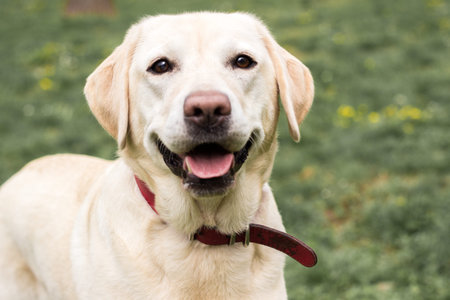 Smiling labrador dog playing in the public park